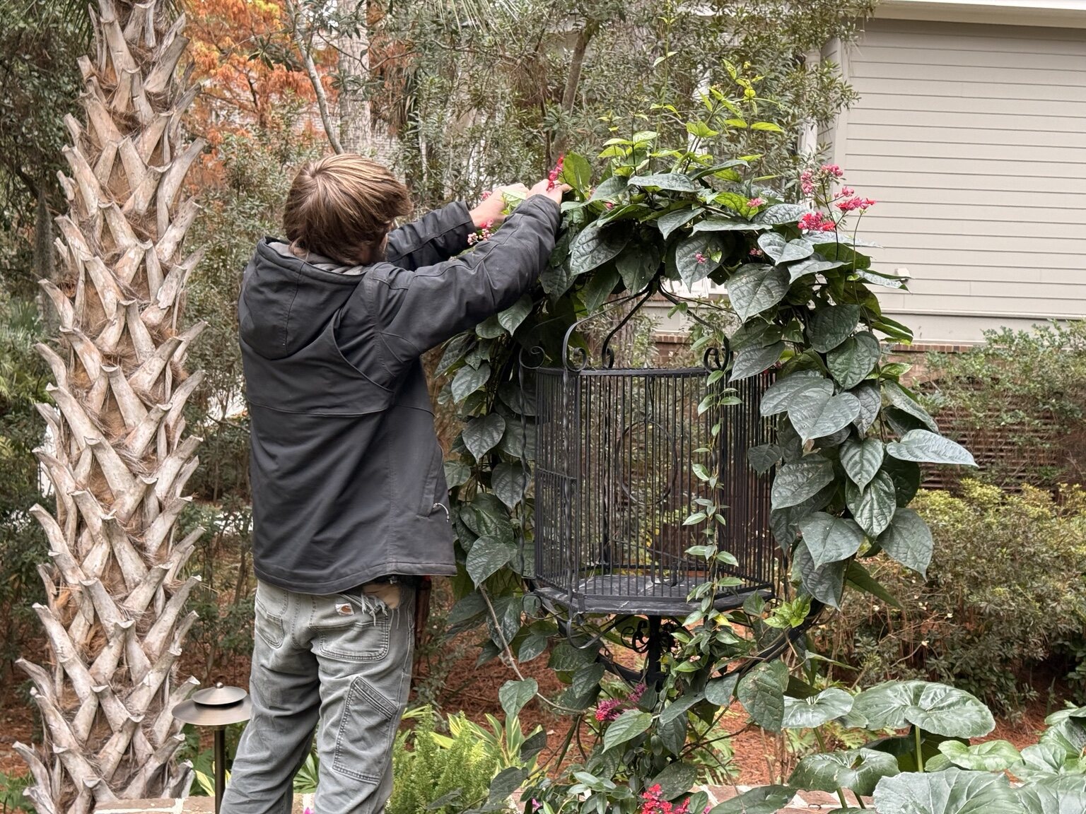 A Stone Post horticulturist carefully training a flowering vine