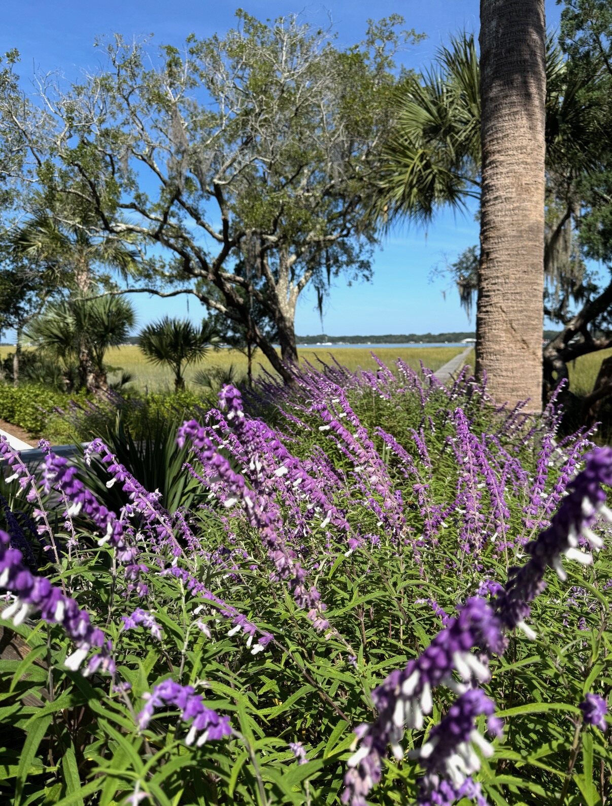 Purple salvia overlooking a coastal marsh